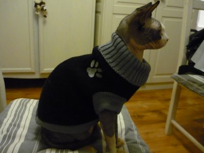 patron tricot pull pour chat