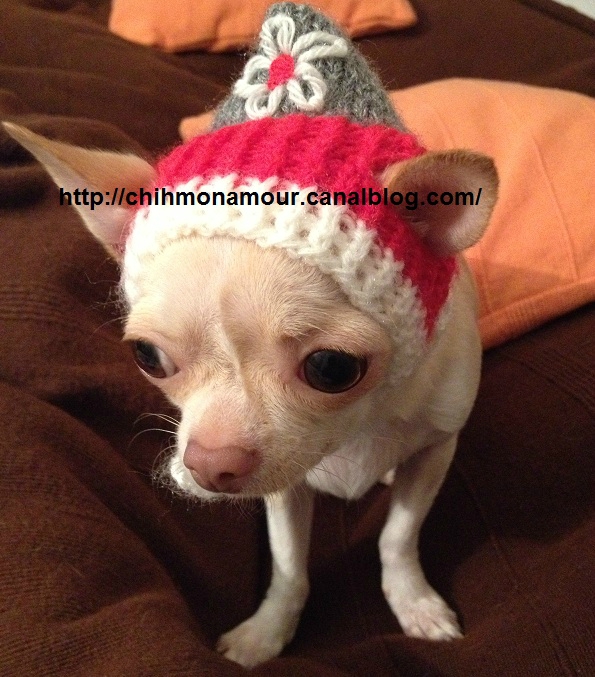 patron tricot bonnet chien